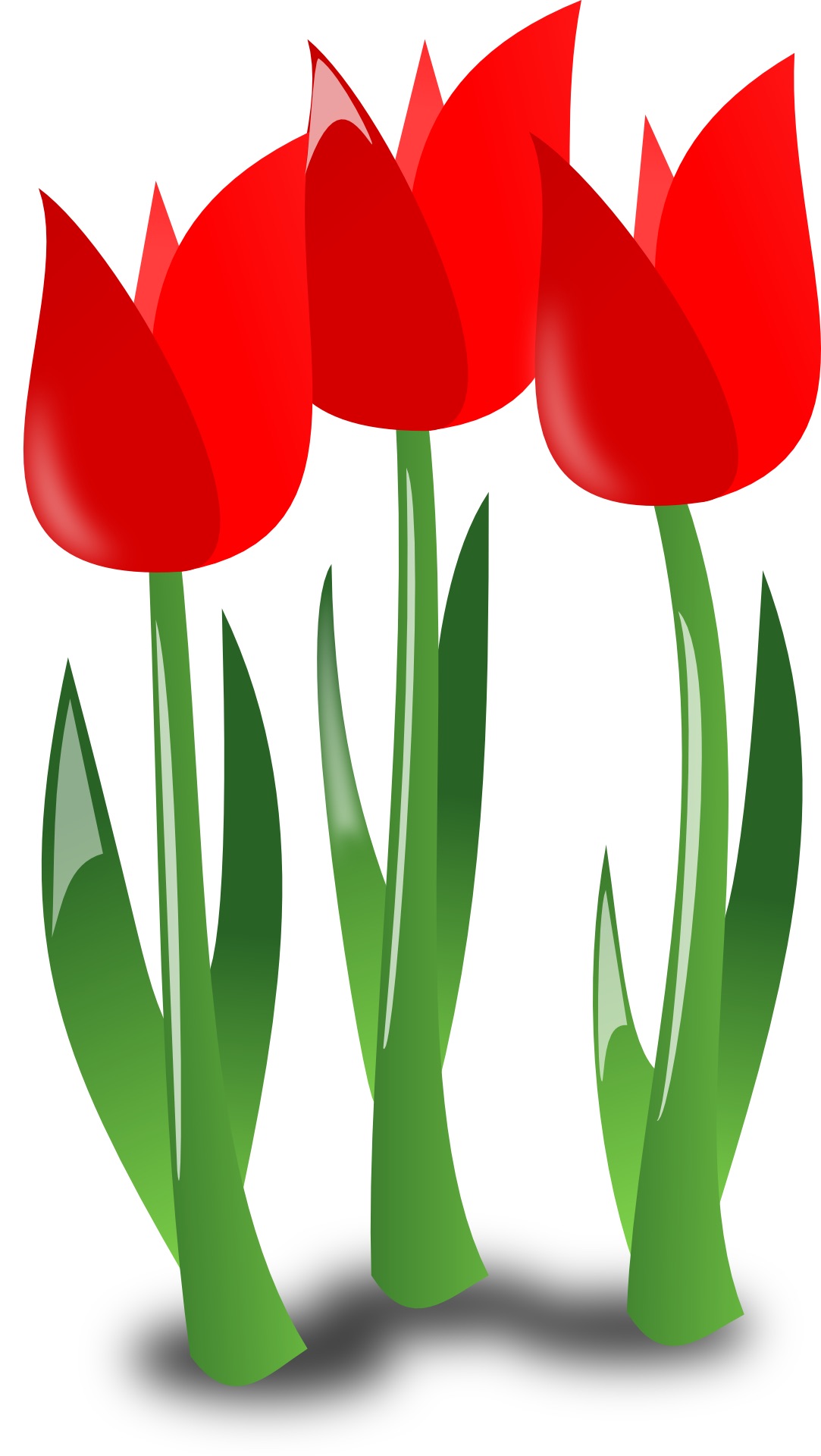tulips 152041 pixabay