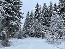 Februar 2025 - Schneeschuh Wandern am Feldberg_100