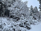 Februar 2025 - Schneeschuh Wandern am Feldberg_105