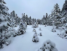 Februar 2025 - Schneeschuh Wandern am Feldberg_15