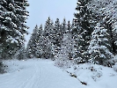 Februar 2025 - Schneeschuh Wandern am Feldberg_96
