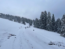 Februar 2025 - Schneeschuh Wandern am Feldberg_97